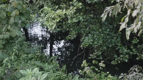 The trickle of water seen under the dark foliage of the green deciduous fore Stock Footage 166316527