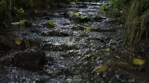 Trickling Forest Stream Stock Footage 310453268