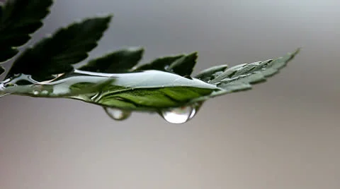Trickling of rain drop from green leaf Video stock 22536856