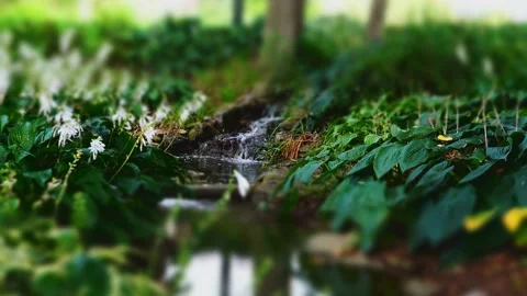 Trickling Stream, Lush Vegetation Stock Footage 182338743
