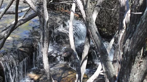 Trickling waterfall amongst trees Video stock 69041113