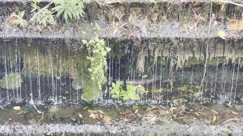 Trickling Waterfall Video stock 316540253