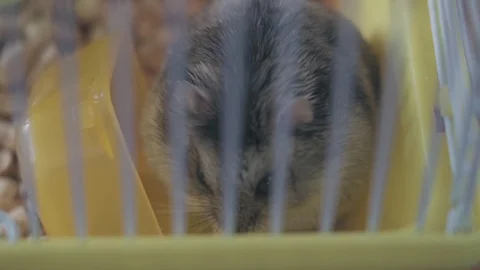 Tricky hamster nibbles nuts in a cage Stock Footage 128350024