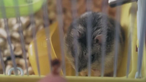 Tricky hamster nibbles nuts in a cage close up Video stock 128350206