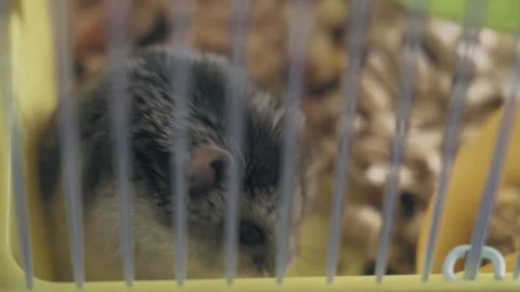 Tricky hamster nibbles nuts in a cage closeup Video stock 128350643