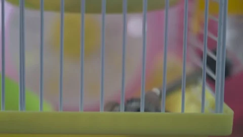 Tricky hamster peeps out of the cage Stock Footage 128349975