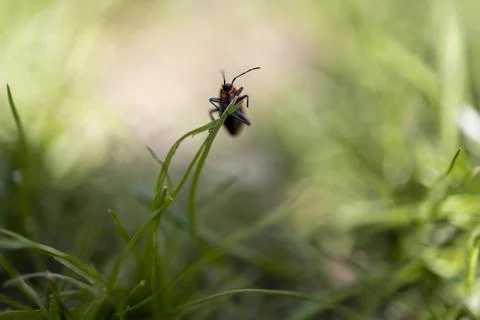 A tricky Insect on Grass Stock Photos