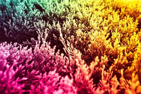 Tricolor abstract background yellow, green, pink. Plants. Stock-Fotos