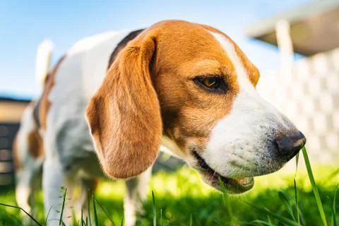 Tricolor beagle dog eats grass, sunny summer day. Stock Photos