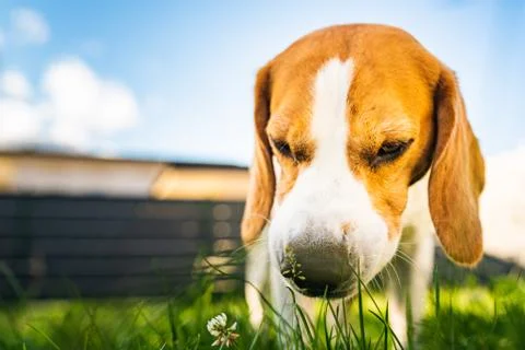 Tricolor beagle dog eats grass, sunny summer day. Stock Photos