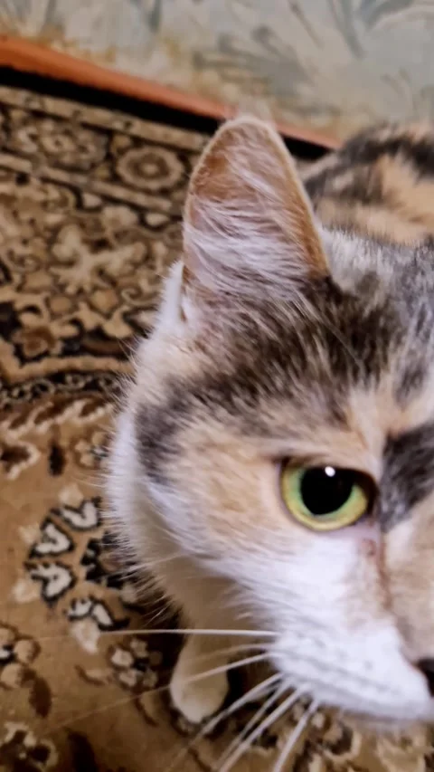 Tricolor Calico Cat Looking Up at Camera Close Up Stock Footage 322542921