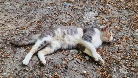 Tricolor Calico Cat Lying Down on Gravel Ground with Dry Leaves 스톡 동영상 339080397