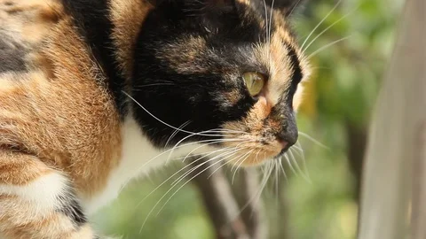 Tricolor cat close-up in the wind on a blurred background breathes deeply Stock Footage 105460081
