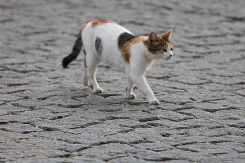 A tricolor cat on the cobblestones Stock Photos