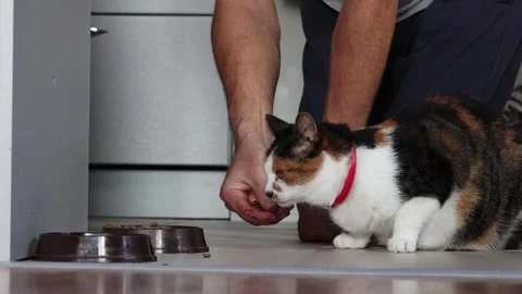 Tricolor cat eats pellets of dry food from floor while owner puts them one .. 스톡 동영상 318622341