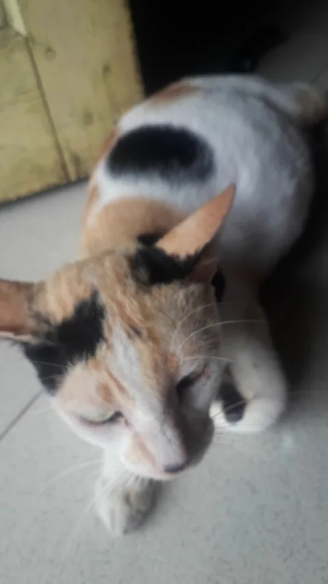 Tricolor cat Stock Footage 213847254