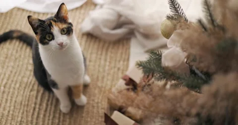 A tricolor cat gazes up into the camera  through a Christmas tree Video stock 233283492