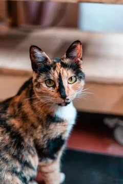 Tricolor cat looking at the camera on the table Stock Photos