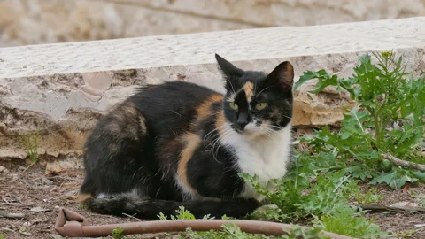 A tricolor cat lying on grass Stock-Footage 93382287