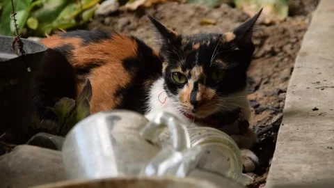 Tricolor cat lying relaxed on the ground near scattered debris. Stock Footage 313477951
