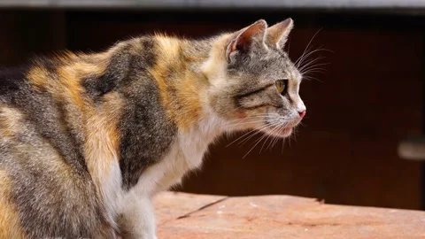 Tricolor cat meows Stock Footage 154270732