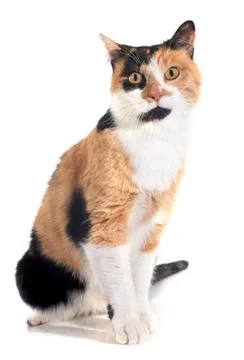 Tricolor cat Foto stock