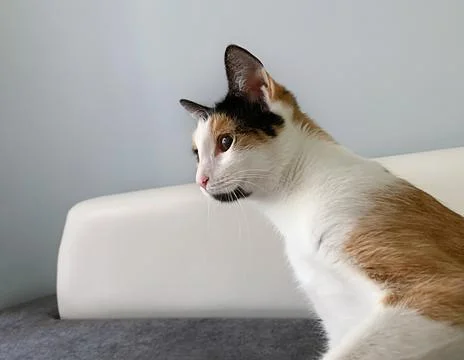 Tricolor cat Stock Photos