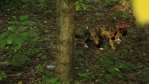 Tricolor cat pulled on a red leash on a dirt track in the park in the summer Stock Footage 111908481