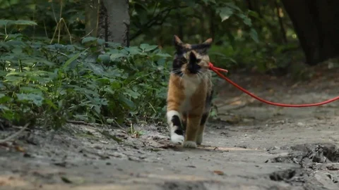 Tricolor cat on a red leash runs along a dirt track in the park in summer Stock Footage 111908396