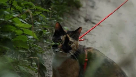Tricolor cat on a red leash runs along a dirt track in the park in summer Stock Footage 111908428