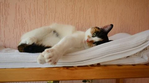Tricolor cat resting in her cot Stock Photos