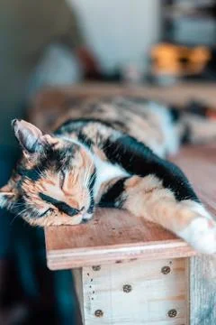 Tricolor cat resting lying on a table Stock Photos