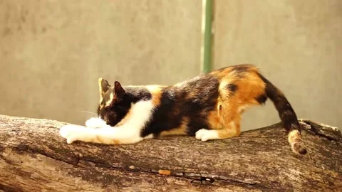 Tricolor cat sharpens its claws on the trunk of the tree stump. Stock Footage 138308008