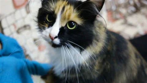 Tricolor cat sitting on an elderly man. The cat looks into the camera and makes Video stock 103032865