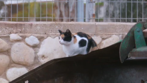 A tricolor cat sitting on the garbage can Stock Footage 94724448