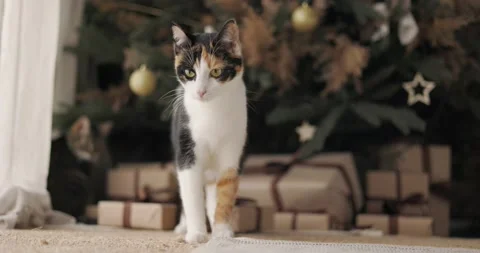A tricolor cat sitting gracefully in front of a decorated Christmas tree Video stock 233282953