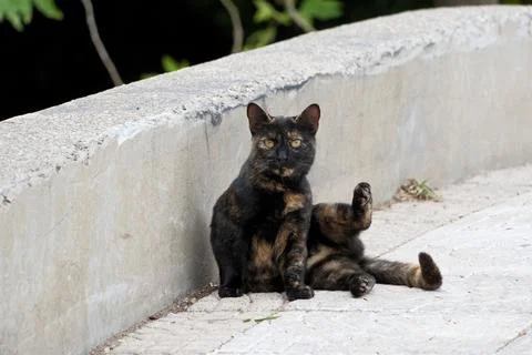 A tricolor cat sitting on a park path Foto stock