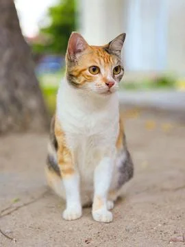 Tricolor cat sitting on a path Stock Photos
