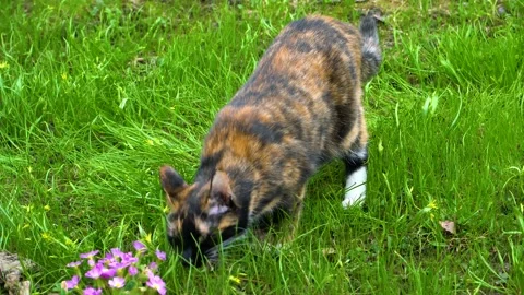 Tricolor cat sniffs grass and eats Stock Footage 110729736