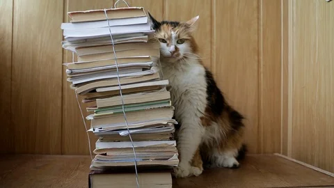 Tricolor cat sniffs a stack of books standing on a shelf Stock Footage 102673869