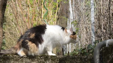 A tricolor cat on the street in spring sniffs the young greenery of grass Video stock 236572663
