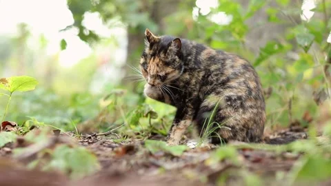 Tricolor cat washes in the forest Stock Footage 161018312