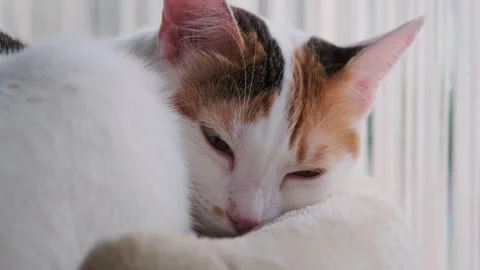 Tricolor Cat by the Window Stock Footage 287105578