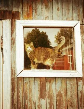 Tricolor cat in the window of an old rustic house Stock Photos