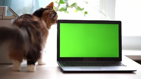 Tricolor fluffy cat stands on a table of the house near the window, rubbing its Stock Footage 189431023
