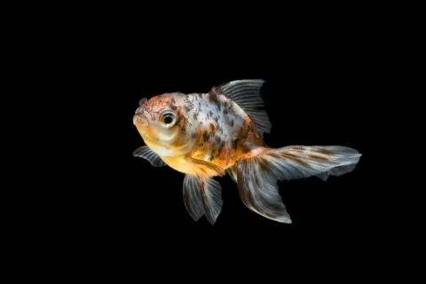 Tricolor gold fish isolate on background Stock Photos