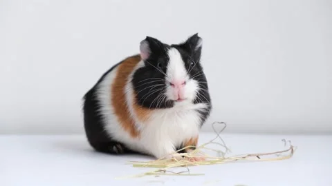Tricolor guinea pig Stock Footage 209457059
