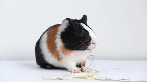 Tricolor guinea pig Stock Footage 209457215