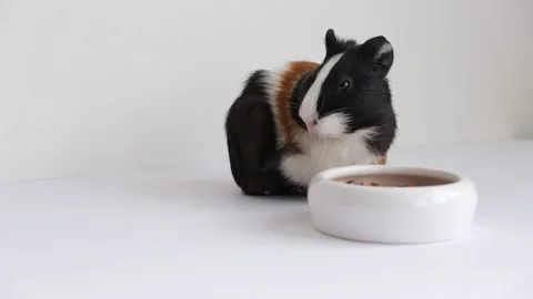 Tricolor guinea pig Vidéo 209457470