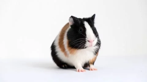 Tricolor guinea pig Vidéo 209484483